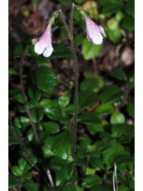 Linnaea borealis (Twinflower) #69314