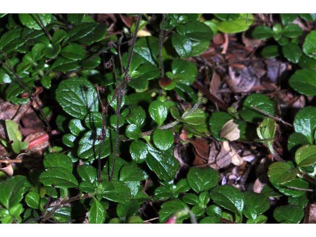 Linnaea borealis (Twinflower) #69315