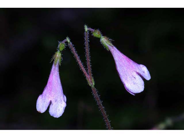 Linnaea borealis (Twinflower) #69316