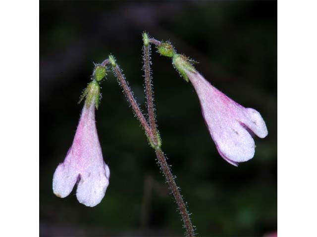 Linnaea borealis (Twinflower) #69317