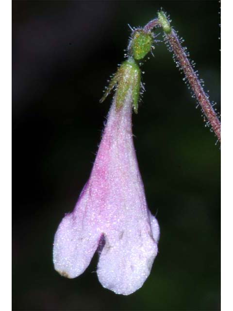 Linnaea borealis (Twinflower) #69318