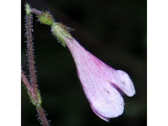 Linnaea borealis (Twinflower) #69319