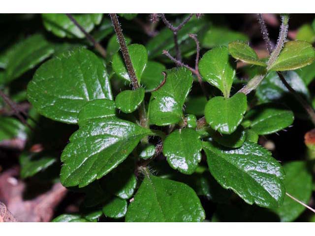 Linnaea borealis (Twinflower) #69320