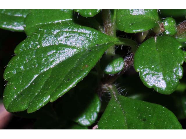 Linnaea borealis (Twinflower) #69321