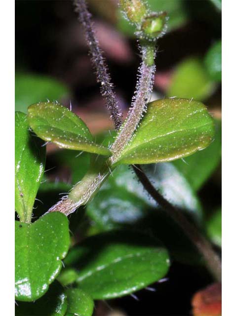 Linnaea borealis (Twinflower) #69322