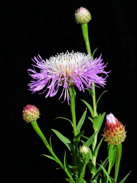 Centaurea americana (American basket-flower) #28422
