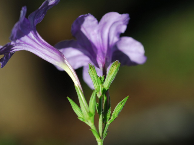 Ruellia nudiflora (Violet ruellia) #28431