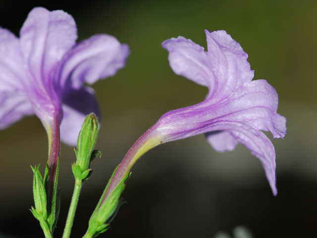 Ruellia nudiflora (Violet ruellia) #28434