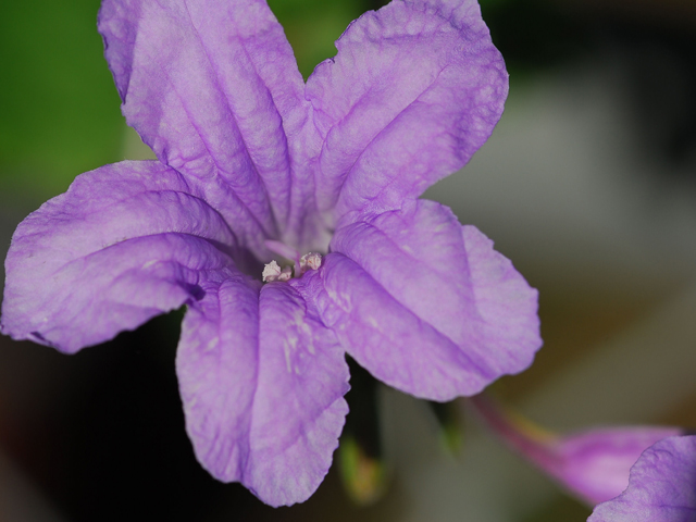 Ruellia nudiflora (Violet ruellia) #28437