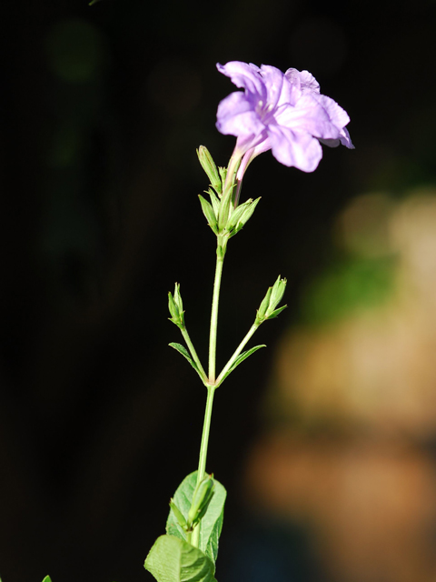 Ruellia nudiflora (Violet ruellia) #28438