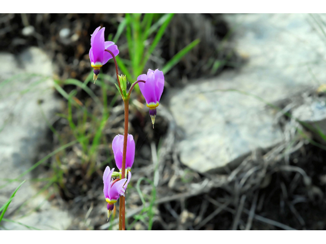 Dodecatheon meadia (Eastern shooting star) #36235