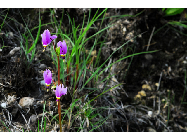 Dodecatheon meadia (Eastern shooting star) #36237