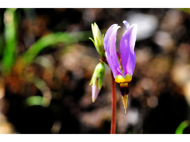 Dodecatheon meadia (Eastern shooting star) #36255