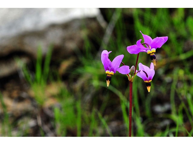 Dodecatheon meadia (Eastern shooting star) #36259