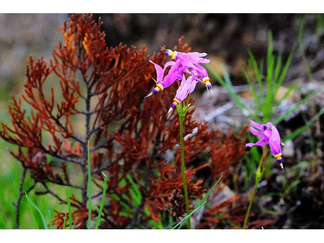 Dodecatheon meadia (Eastern shooting star) #36260