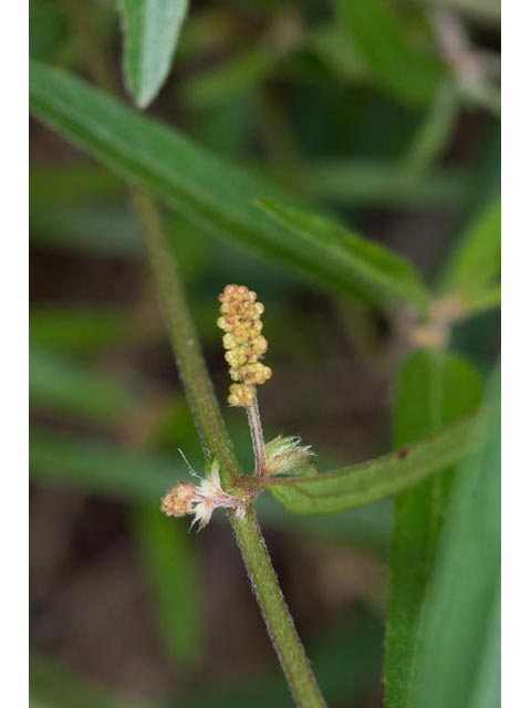 Acalypha monococca (Slender threeseed mercury) #60459