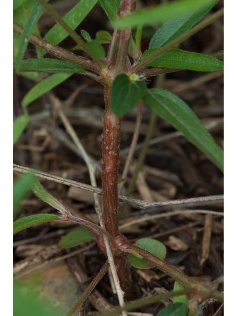 Acalypha monococca (Slender threeseed mercury) #60461