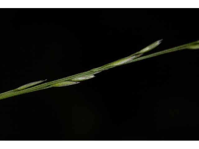Agrostis perennans (Upland bentgrass) #60544