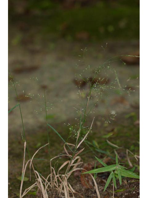 Agrostis perennans (Upland bentgrass) #60545