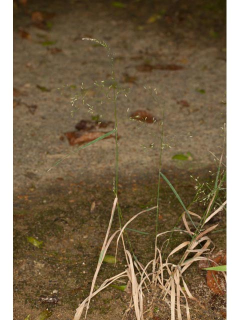 Agrostis perennans (Upland bentgrass) #60546