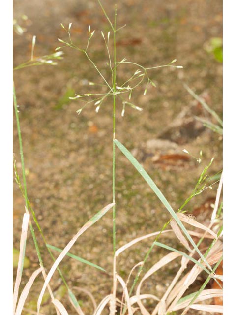Agrostis perennans (Upland bentgrass) #60547