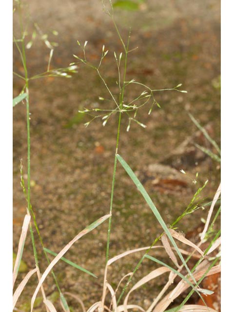 Agrostis perennans (Upland bentgrass) #60548