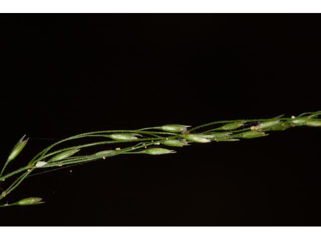 Agrostis perennans (Upland bentgrass) #60549