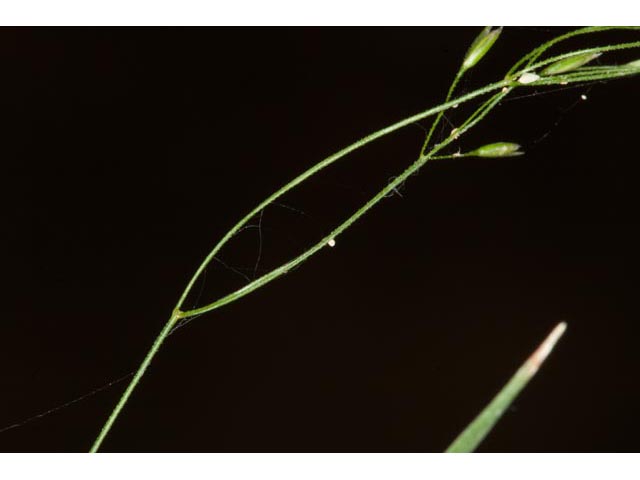 Agrostis perennans (Upland bentgrass) #60550