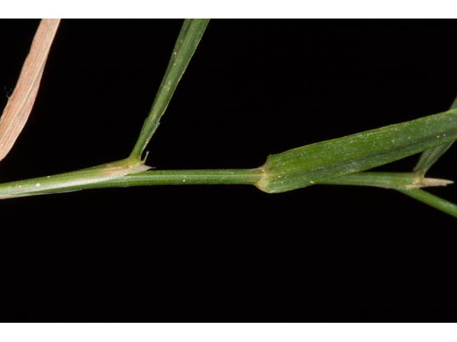 Agrostis perennans (Upland bentgrass) #60553