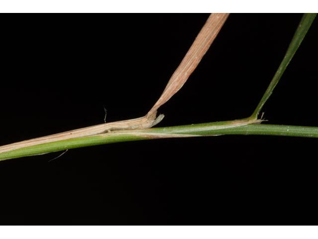 Agrostis perennans (Upland bentgrass) #60555