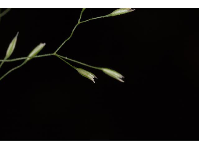 Agrostis perennans (Upland bentgrass) #60557