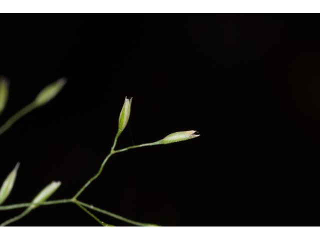 Agrostis perennans (Upland bentgrass) #60558