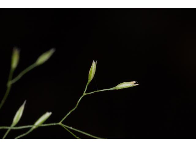 Agrostis perennans (Upland bentgrass) #60559