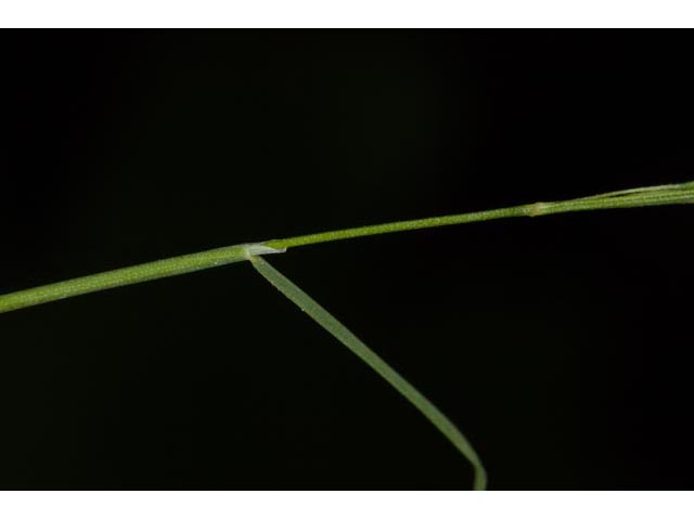 Agrostis perennans (Upland bentgrass) #60560
