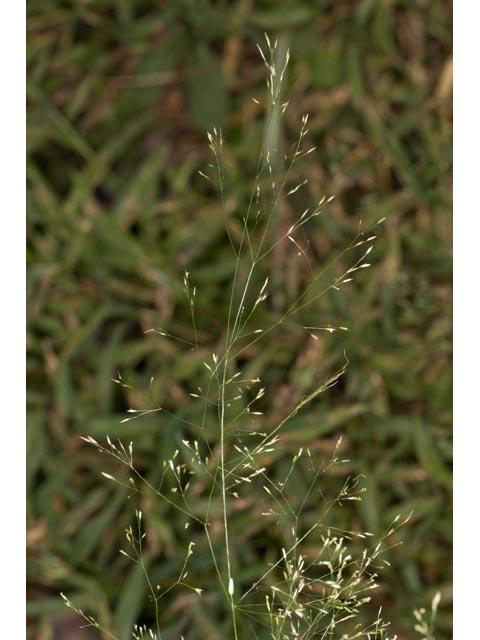 Agrostis perennans (Upland bentgrass) #60562