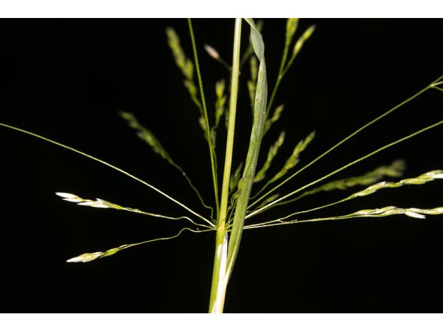 Agrostis perennans (Upland bentgrass) #60563