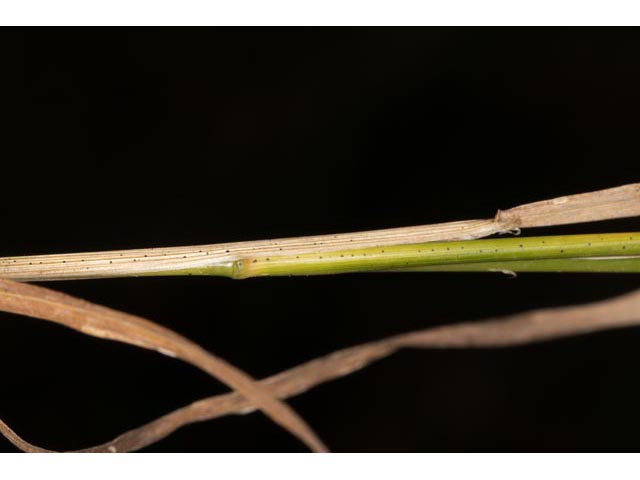 Agrostis perennans (Upland bentgrass) #60566