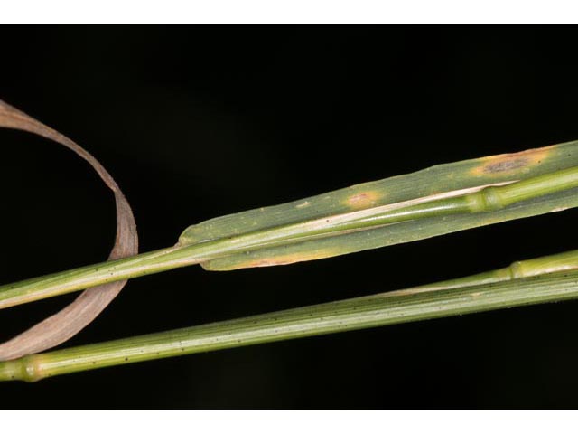 Agrostis perennans (Upland bentgrass) #60567