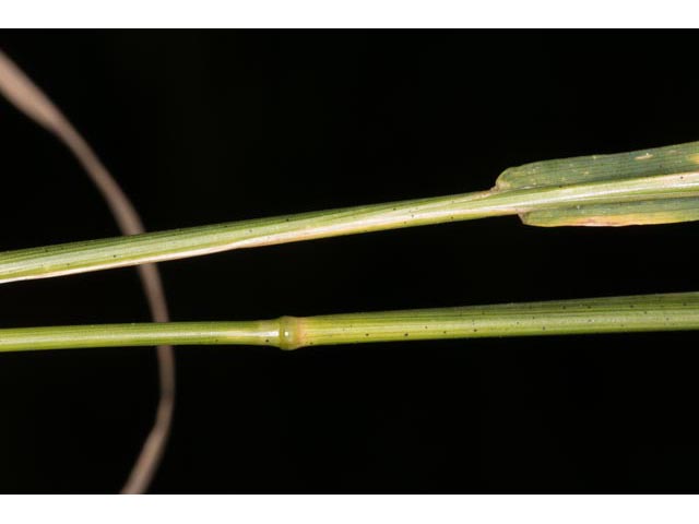 Agrostis perennans (Upland bentgrass) #60568