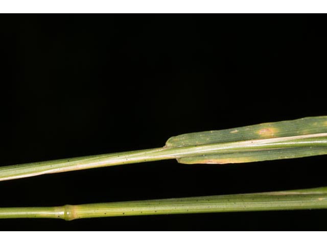 Agrostis perennans (Upland bentgrass) #60569