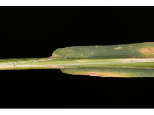 Agrostis perennans (Upland bentgrass) #60570