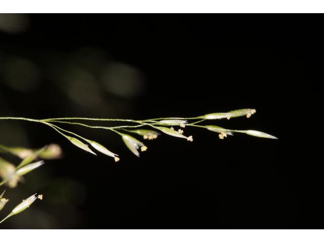 Agrostis perennans (Upland bentgrass) #60571