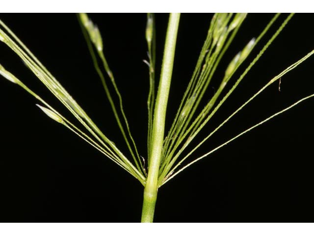 Agrostis perennans (Upland bentgrass) #60572