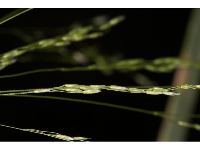 Agrostis perennans (Upland bentgrass) #60574