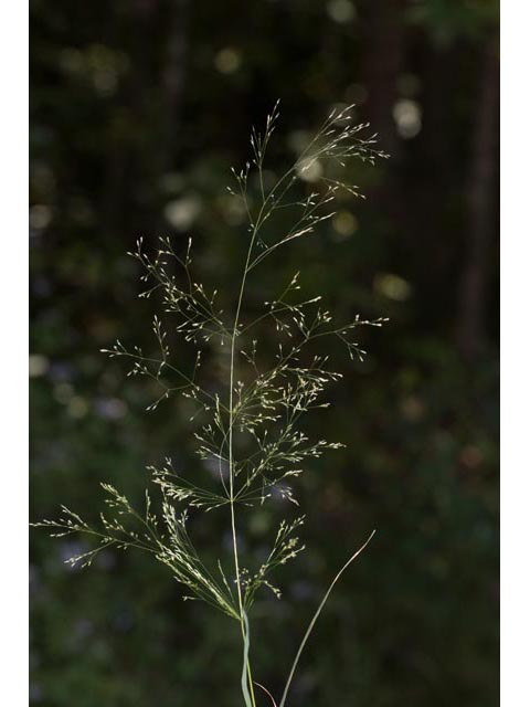 Agrostis perennans (Upland bentgrass) #60575