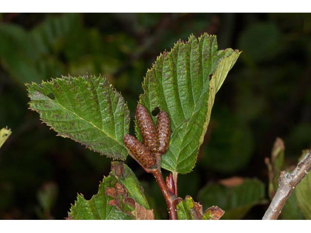 Alnus viridis (Green alder) #61376
