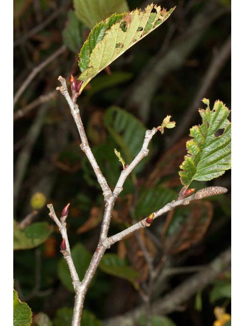 Alnus viridis (Green alder) #61381