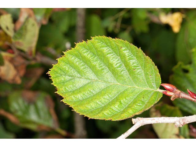 Alnus viridis (Green alder) #61383