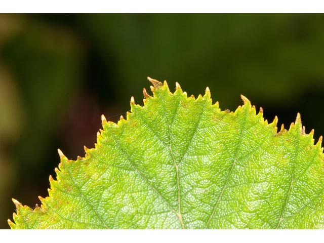Alnus viridis (Green alder) #61384