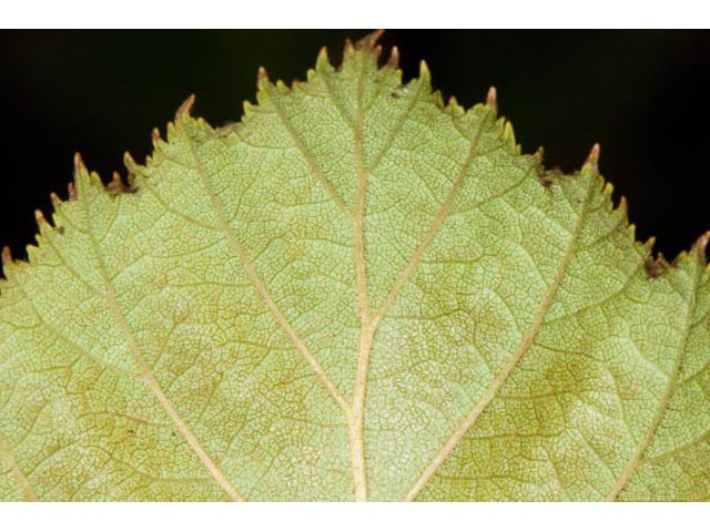 Alnus viridis (Green alder) #61385